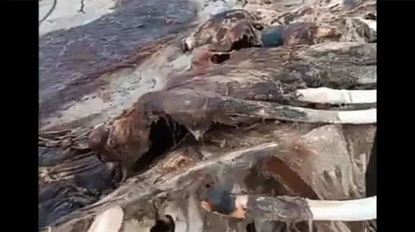ببینید / کشف لاشه نهنگ ۱۵ متری در هندیجان + فیلم