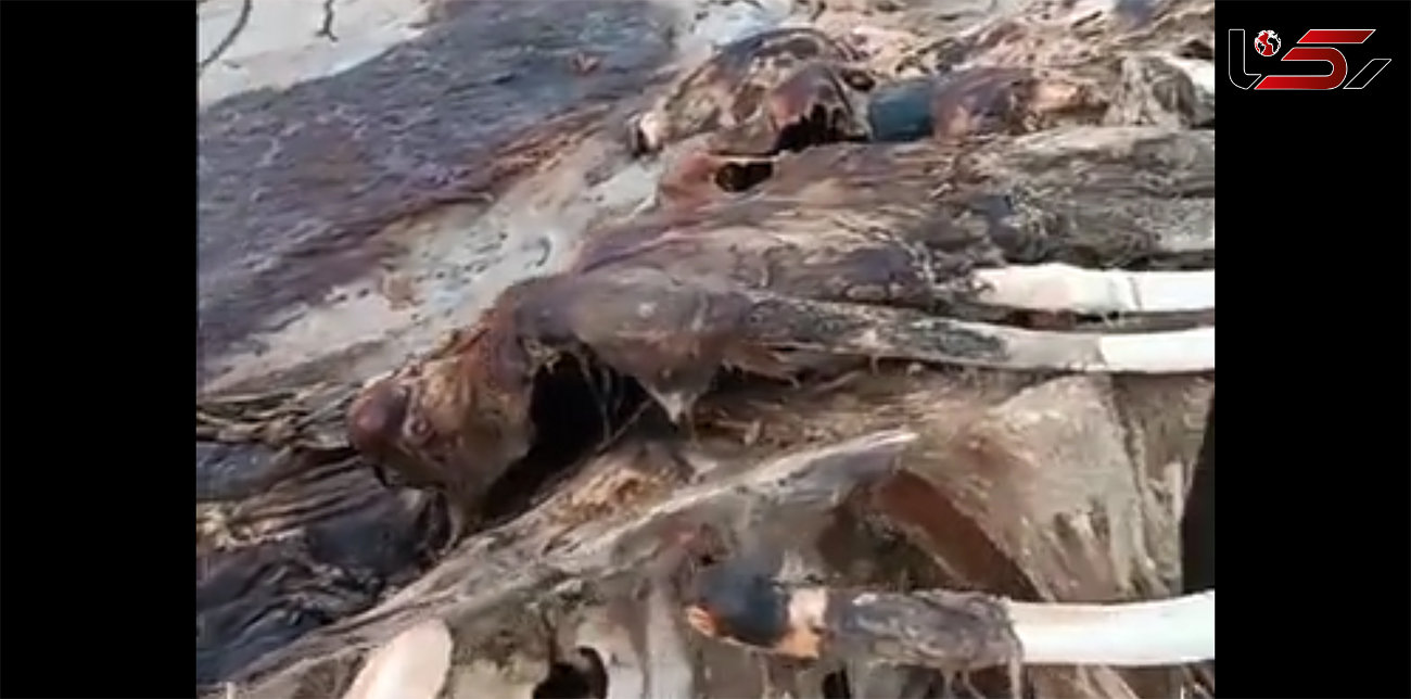 ببینید / کشف لاشه نهنگ ۱۵ متری در هندیجان + فیلم