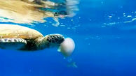 شکار عروس دریایی به دست لاکپشت + فیلم