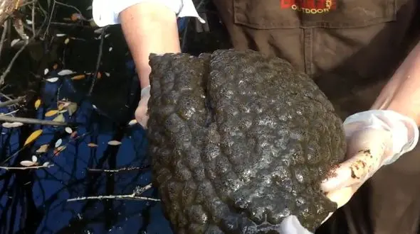 کشف خزه های چسبناک فضایی + فیلم و عکس