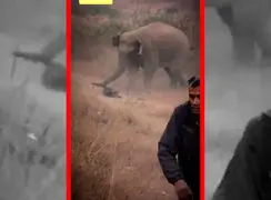 فیلم مرگ یک مرد زیر پای فیل خشمگین