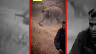 فیلم مرگ یک مرد زیر پای فیل خشمگین