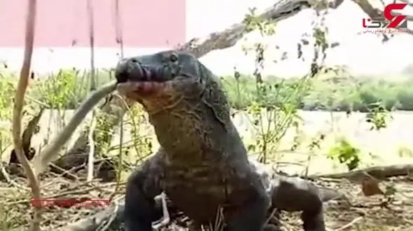 اژدهای کومودو میمون بخت برگشته را قورت داد!+فیلم