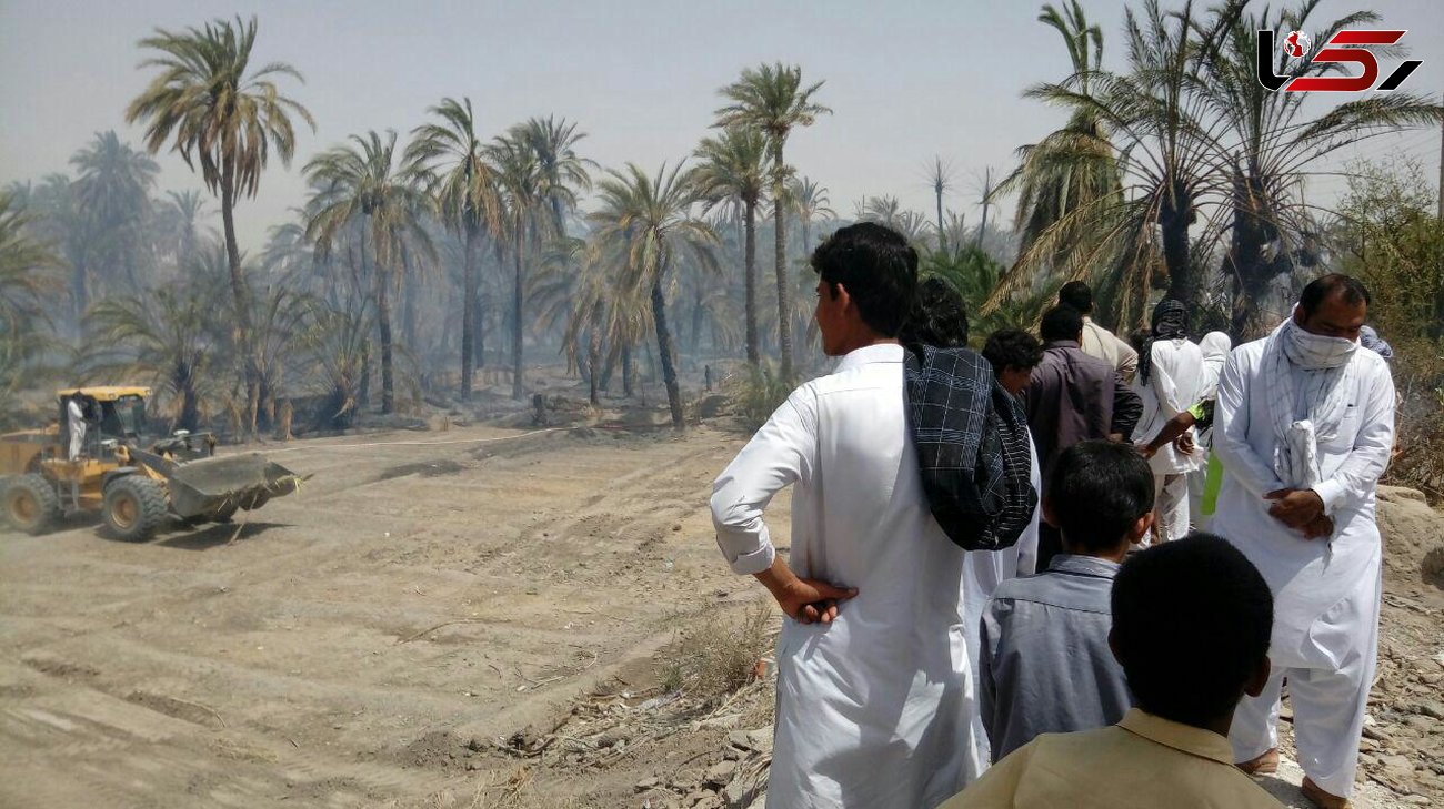 ۲ هزار درخت نخل خرما در آتش خاکستر شدند  + عکس