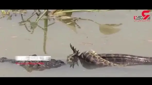 نبرد مرگبار مار آناکوندای ۹ متری با کروکودیل غول پیکر + فیلم 