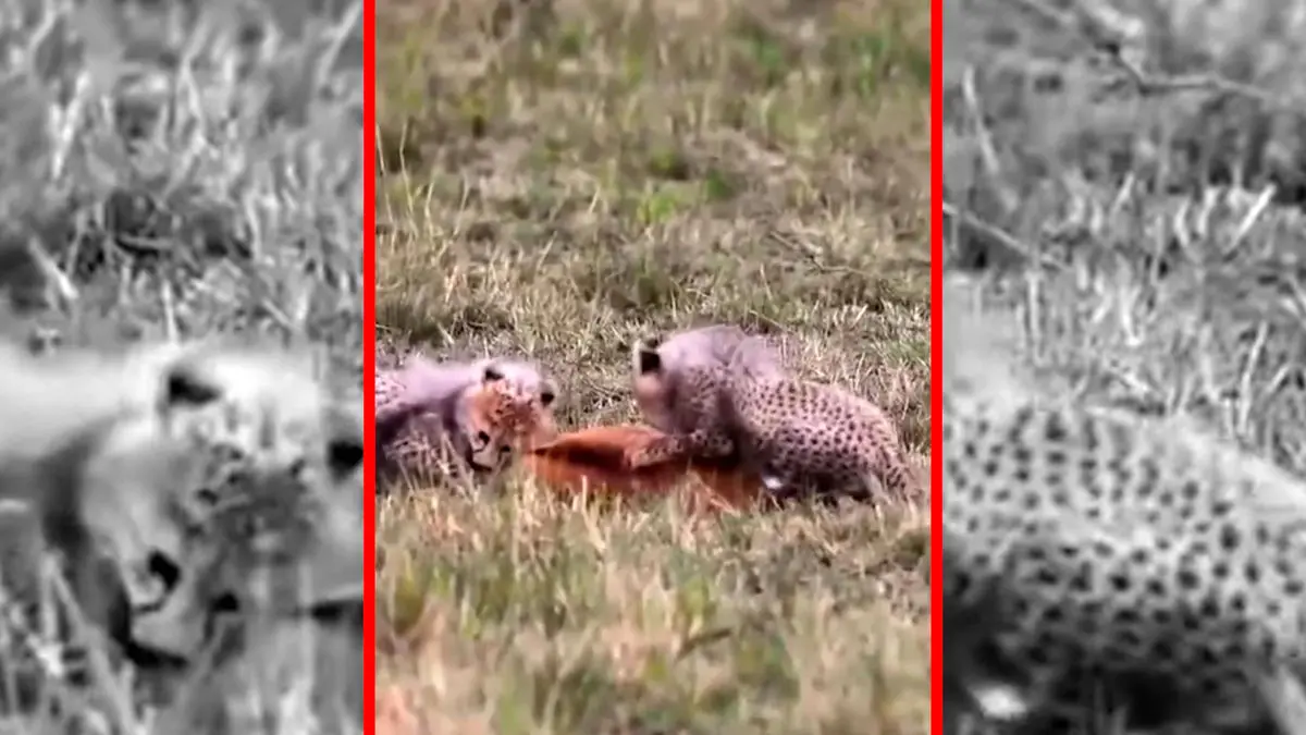 فیلم لحظات دیدنی توله یوزپلنگ ها در تمرین شکار