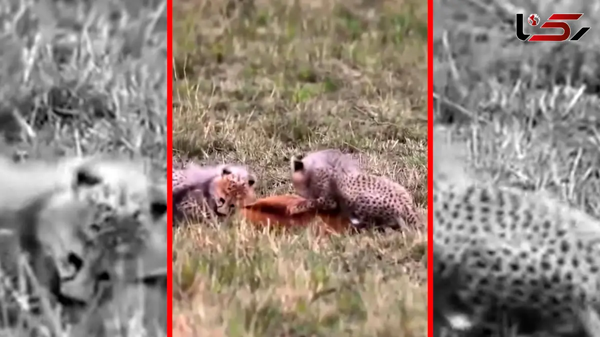 فیلم لحظات دیدنی توله یوزپلنگ ها در تمرین شکار