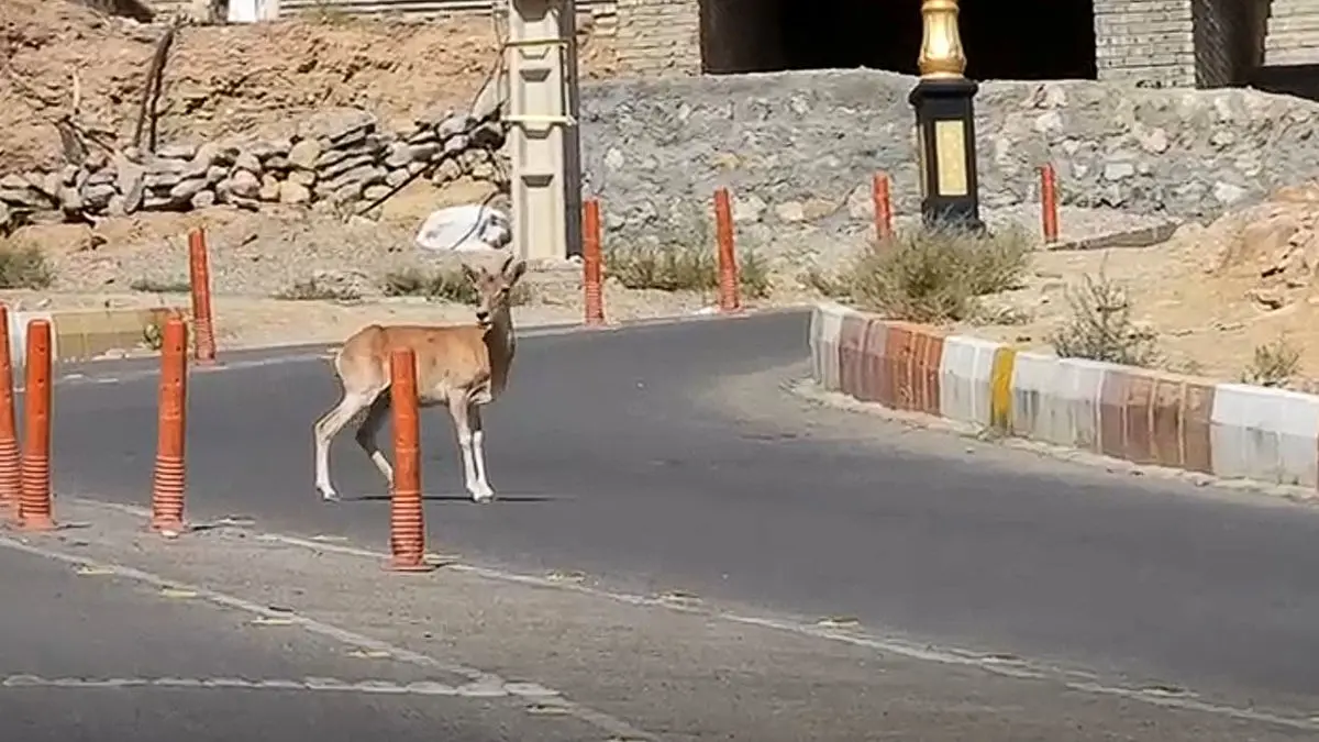 قوچ‌های گرسنه وارد خیابان های شاهرود شدند