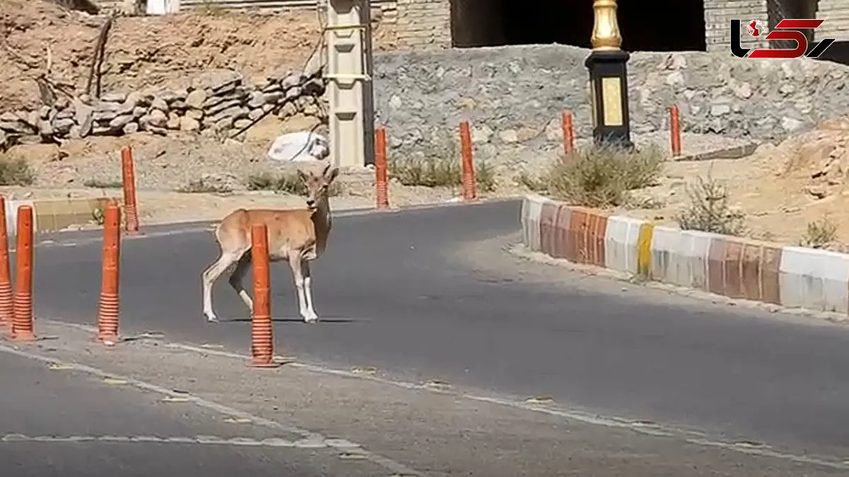 قوچ‌های گرسنه وارد خیابان های شاهرود شدند + فیلم 