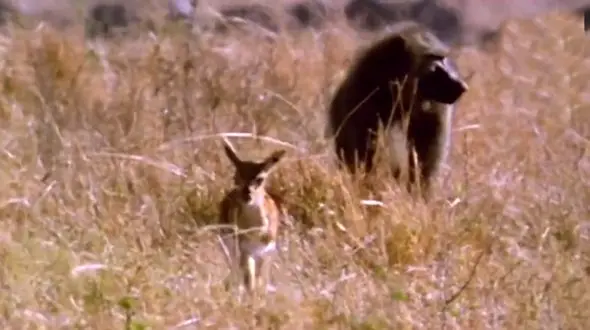 عکس آغوش کشیدن جسد مادر توسط بچه میمون / دلتان میسوزد!