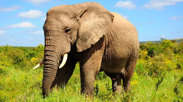 هوش سرشار و دور از ذهن فیل‌ها +عکس