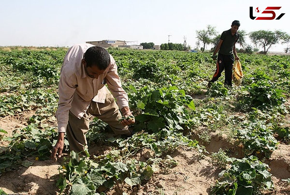 از ابتدای امسال بیش از ۵۷ میلیارد تومان خسارت به کشاورزان قوچانی وارد شده است