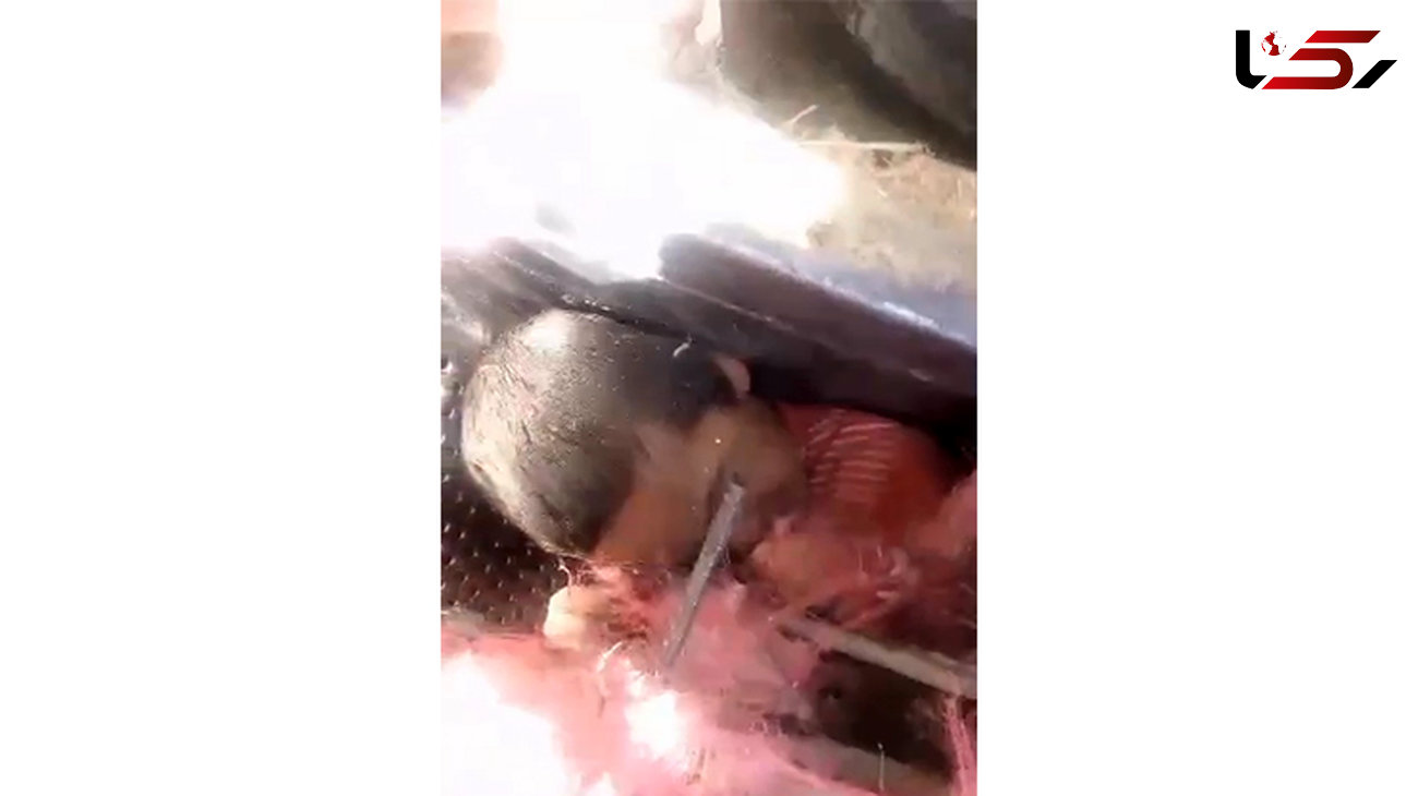 فیلم صحنه دلخراش گیر کردن کودک در خرمن کوب / نجات این کودک بجنوردی معجزه آسا بود+عکس