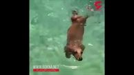 شنا کردن جالب این سگ را ببینید+فیلم