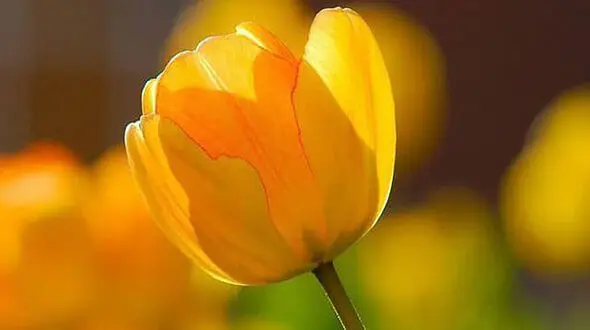 فال و طالع بینی روزانه 7 تیر + فیلم