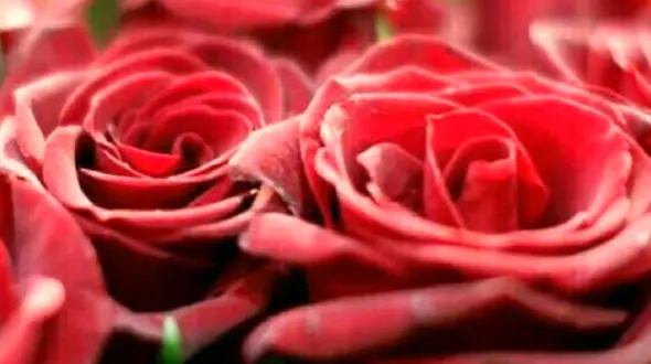 فال ابجد امروز / 25 آذر ماه + فیلم 