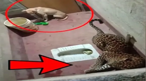 فیلم / حمله پلنگ به داخل سرویس بهداشتی خانه / سگ خوش شانس زنده ماند