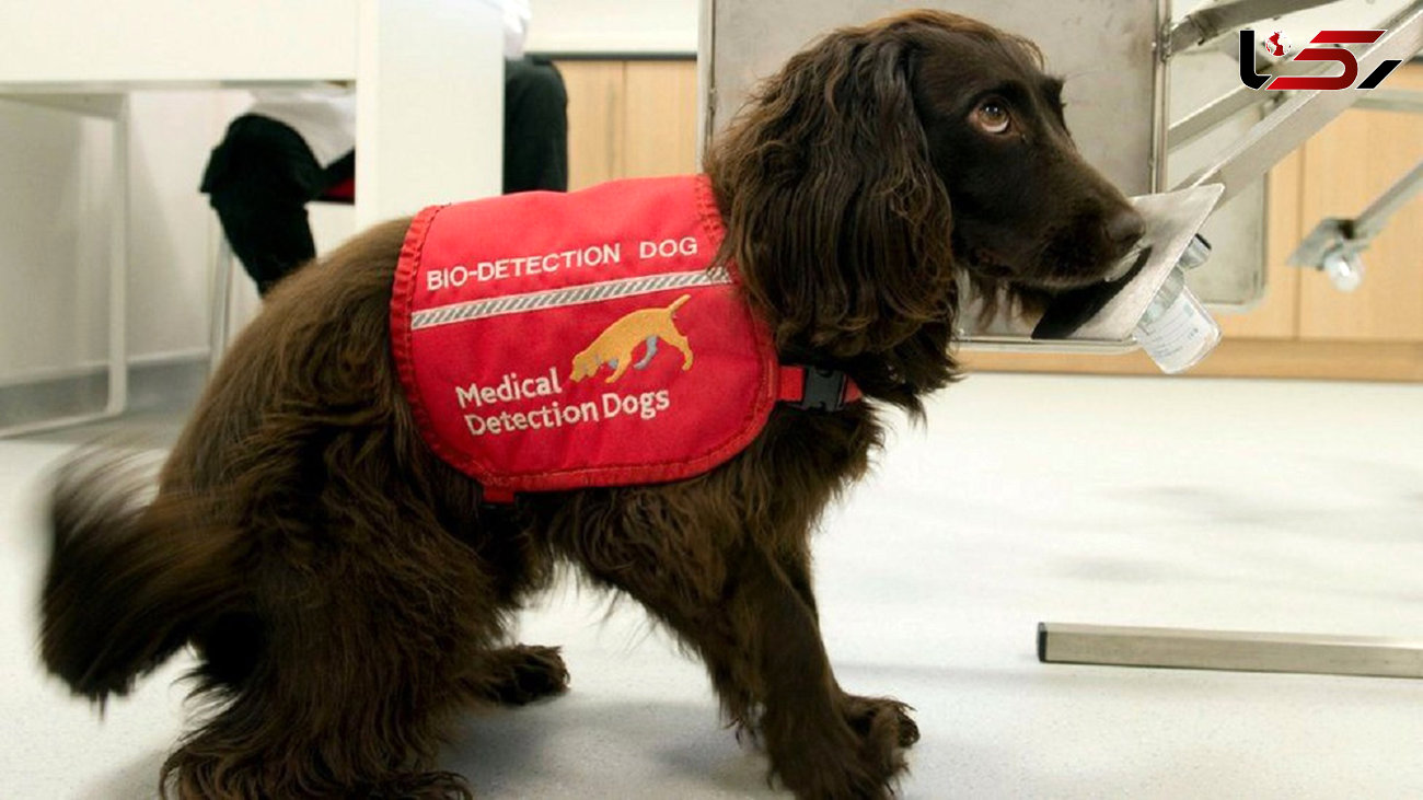 استفاده از سگ برای شناسایی  کرونایی ها در فرودگاه‌های امارات