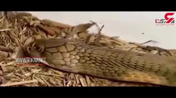 پوست اندازی مار کبری + فیلم 