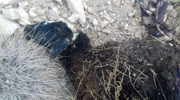 3  گرگ روستایی در سیرجان را به خاک و خون کشیدند + عکس  ها