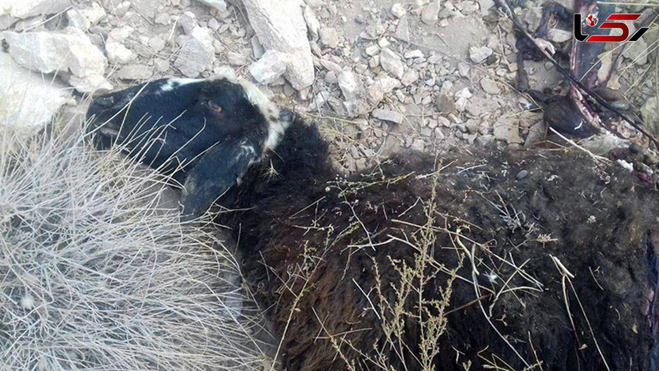 3  گرگ روستایی در سیرجان را به خاک و خون کشیدند + عکس  ها