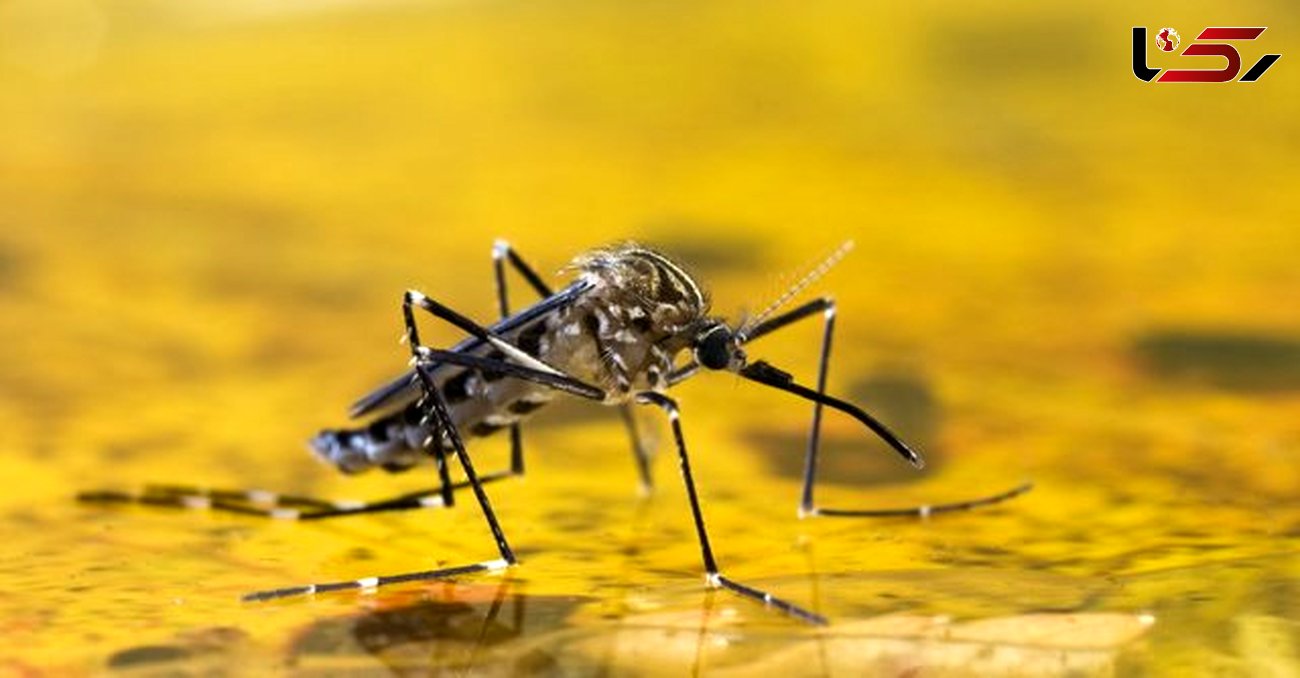 شیوع خطرناک تب زرد در برزیل