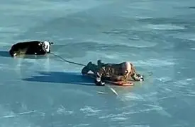 فیلم / معماری طبیعت / نجات گوساله که روی یخ مثل آینه سکندری می خوره