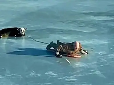 فیلم / معماری طبیعت / نجات گوساله که روی یخ مثل آینه سکندری می خوره