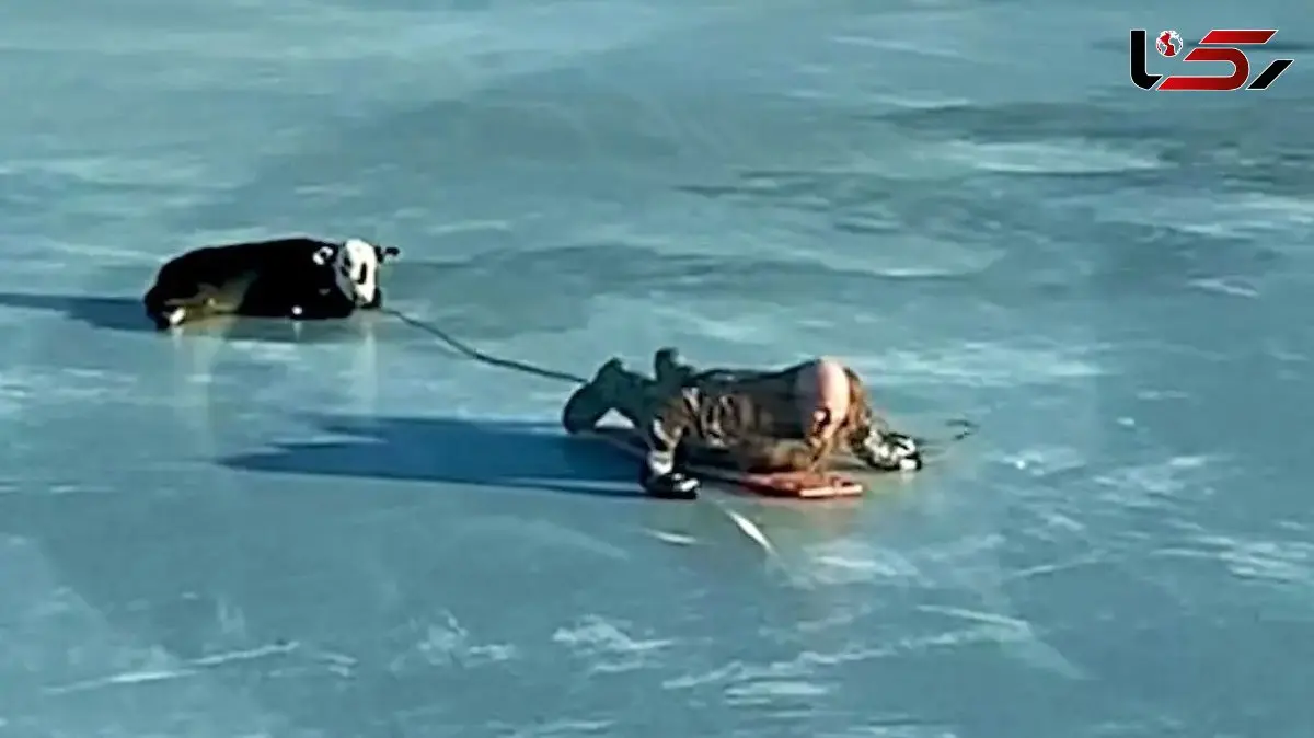 فیلم / معماری طبیعت / نجات گوساله که روی یخ مثل آینه سکندری می خوره