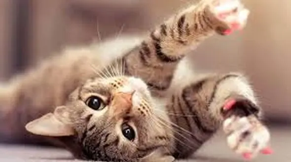 صحنه‌های خنده‌دار از حیوانات ببینیم + فیلم