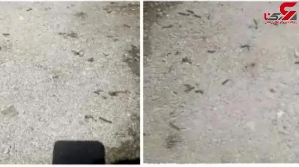 وحشت مردم درگز از حشرات کرم مانند + فیلم