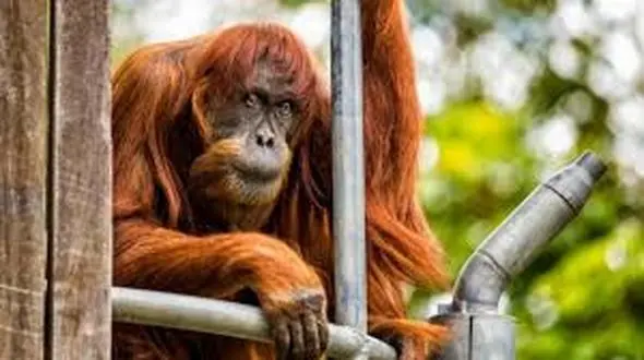 پیرترین اورانگوتان جهان جان باخت + عکس 