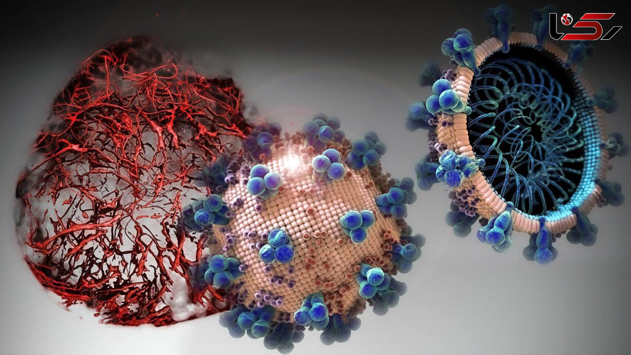 کشف اصلی‌ترین دلیل مرگبار شدن ویروس کرونا
