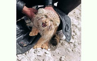 عکس وحشی ترین گربه ایرانی! / پر ابهت و مهاجم!