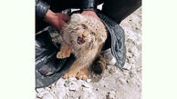 عکس وحشی ترین گربه ایرانی! / پر ابهت و مهاجم!