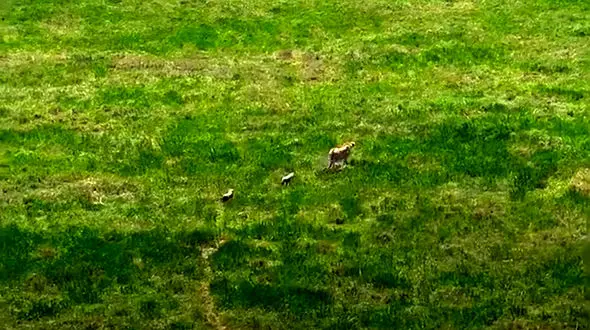 فیلم شکار غزال توسط یوزپلنگ برای توله هایش