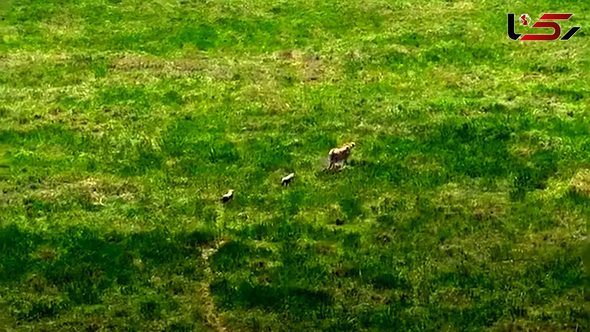 فیلم شکار غزال توسط یوزپلنگ برای توله هایش