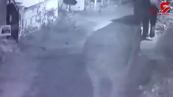 فیلم فرار 7 فیل از باغ وحش