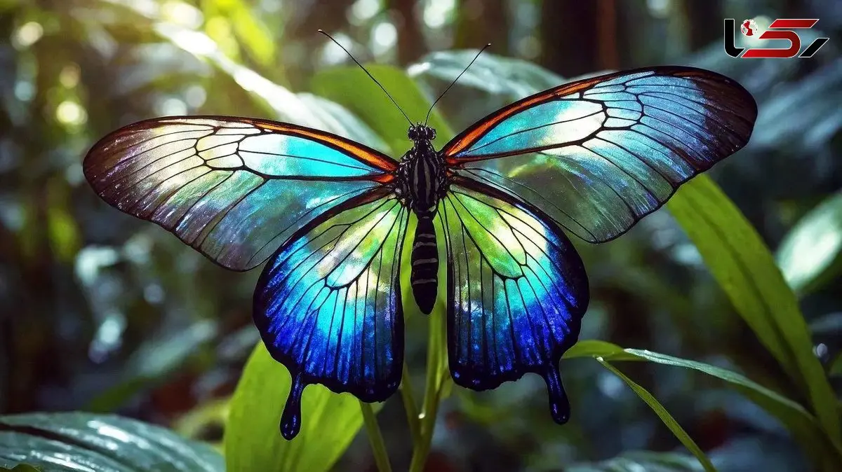 سود میلیاردی قاچاق حشرات!