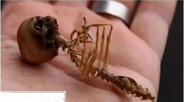 عکس / کشف اسکلت یک آدم کوتوله در امریکا