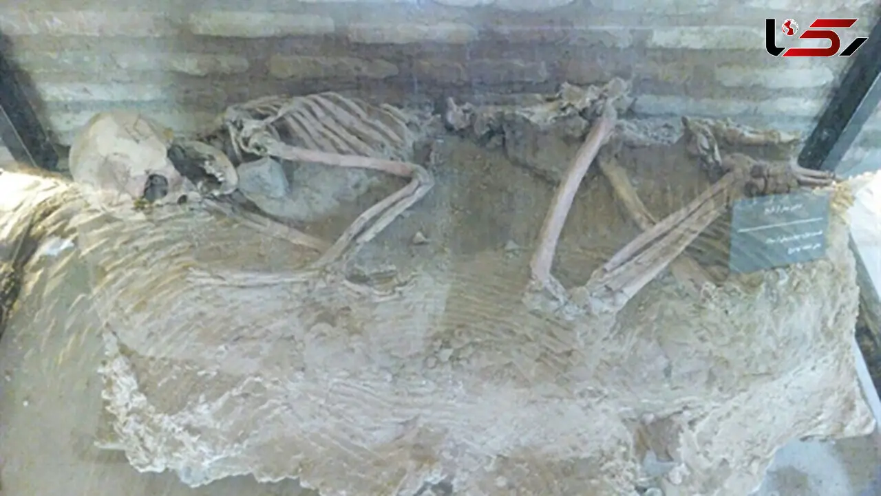 نمایش اسکلت 5500 ساله در موزه باستان‌شناسی نیشابور
