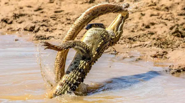 مار افعی راسل توسط کروکودیل غافلگیر شد/له شدن مار افعی زیر دندان های این حیوان قدرتمند+تصاویر