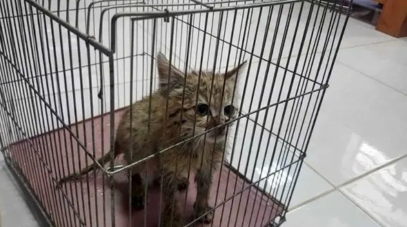 این گربه وحشی روستای بایگان فارس را به هم ریخت! + عکس