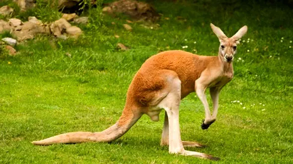 فیلم / وقتی کانگورو یک لقمه چپ کروکودیل شد