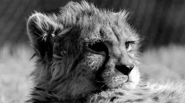 مرثیه ای برای پیروز/ 10 گونه ارزشمند در کشور با وضعیتی مشابه یوز روبه رو هستند