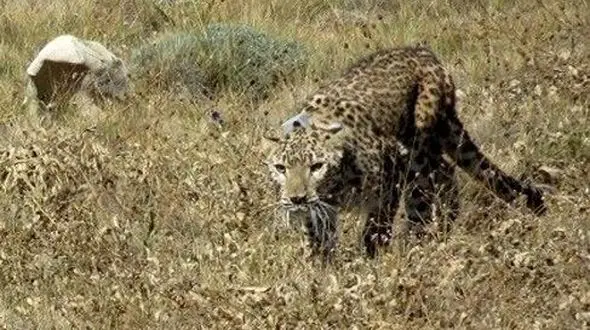 حمله پلنگ به مرد روستایی در بشاگرد