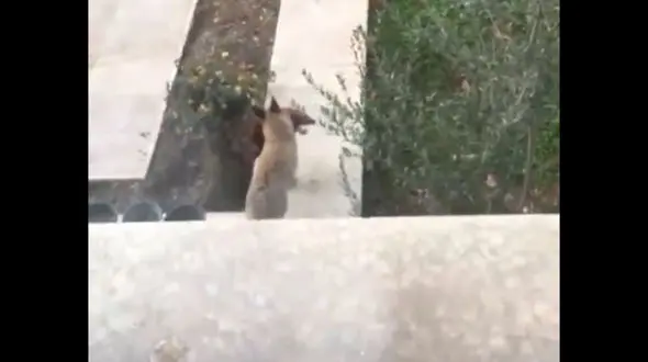 وحشت از ورود روباه به حیاط خانه ای در چیتگر + فیلم