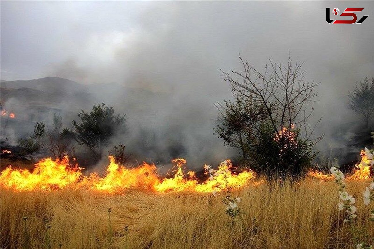 آتش سوزی منابع طبیعی طارم مهار شد