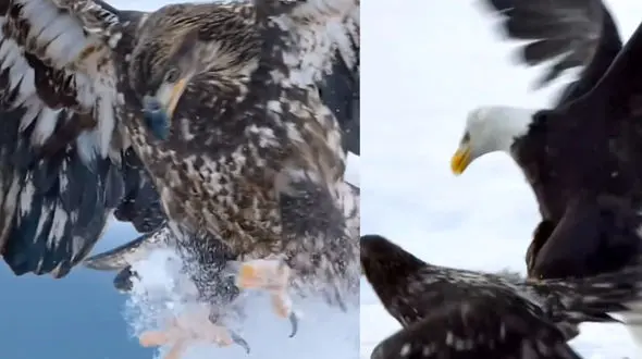 ببینید / جدال دیدنی 2 عقاب بر سر غذا + فیلم 