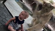 حمله شیر وحشی به کودکی که در حال خندیدن بود +عکس و فیلم